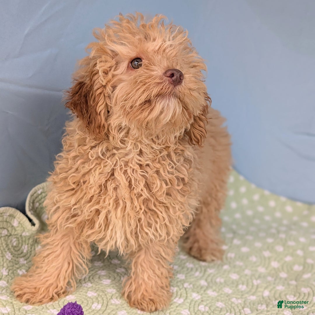 Toy Poodle dogs for sale: Radiatori - Ad 5