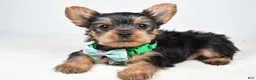 Yorkshire Terrier dogs for sale: Theo - Ad 2