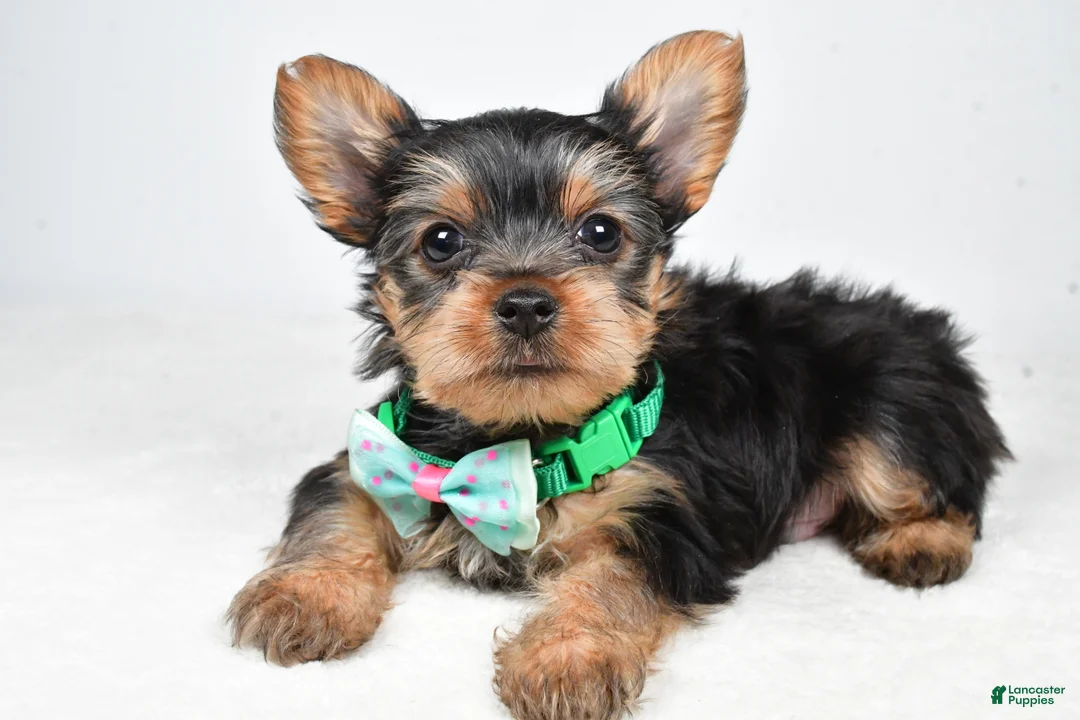 Yorkshire Terrier dogs for sale: Theo - Ad 2
