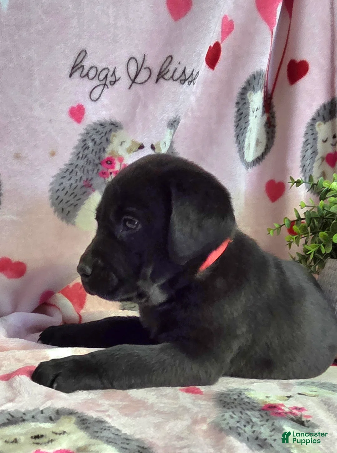 Labrador Retriever dogs for sale: Lucy - Ad 3
