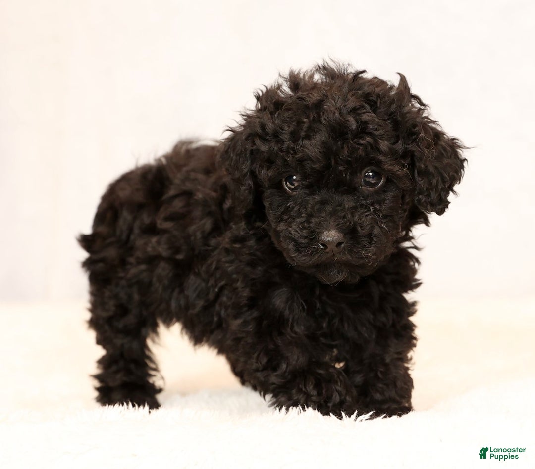 Miniature Poodle dogs for sale: Freya - Ad 6
