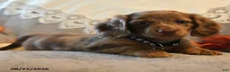 Dachshund dogs for sale: Patsy - Ad 1