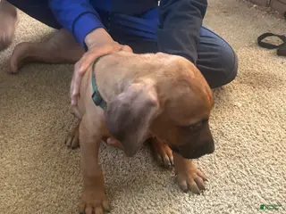 Rhodesian Ridgeback dogs Rhodesian Ridgeback Puppy 3 Green Collar - Ad 5