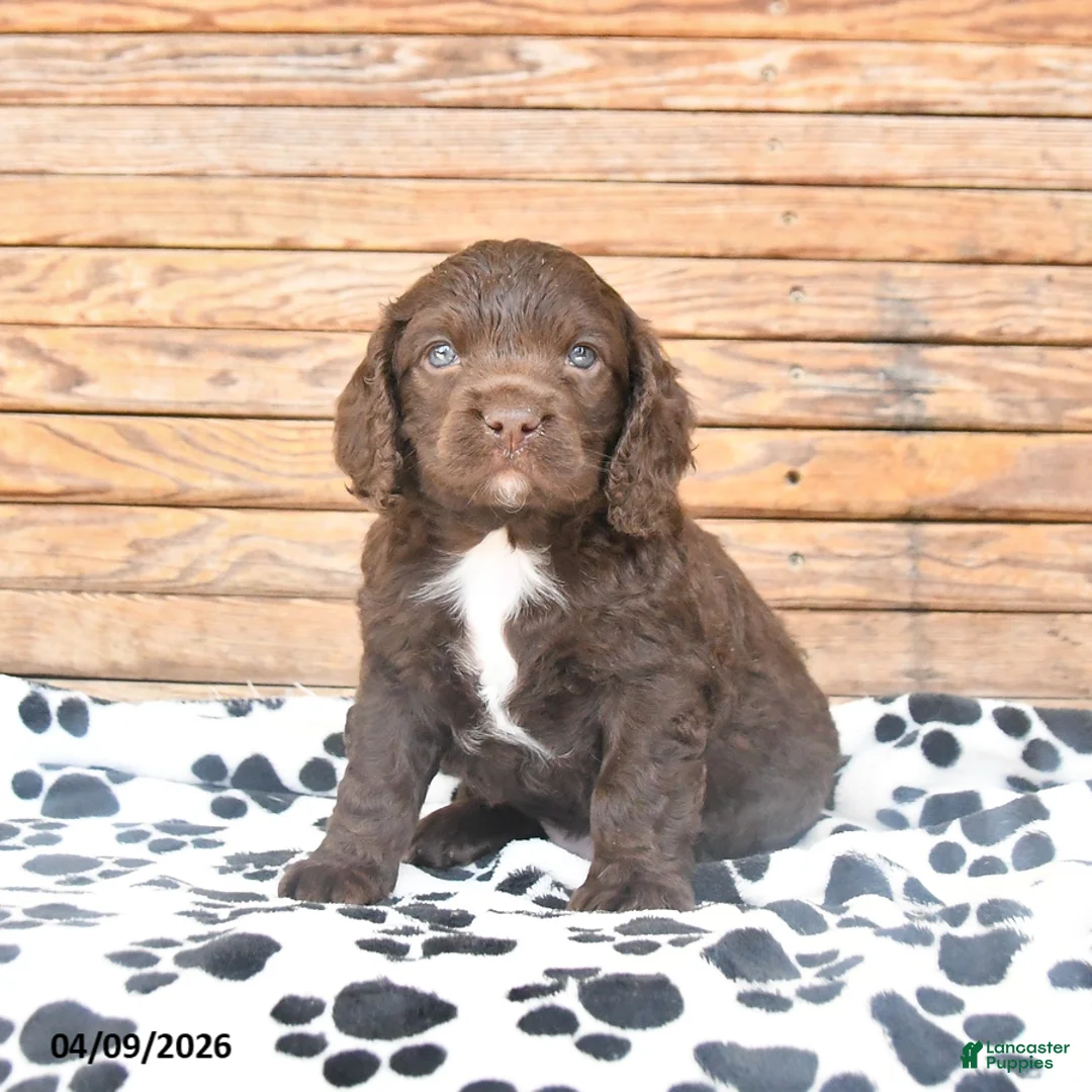Mixed Breed dogs for sale: Percy - Ad 1