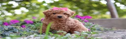 Miniature Poodle dogs for sale: Janika - Ad 4