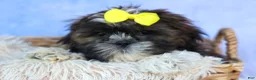 Shih Tzu dogs for sale: RUBBLE - Ad 7