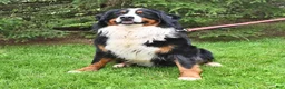Bernese Mountain Dog dogs for sale: Rhett - Ad 7