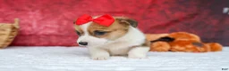 Welsh Corgi Pembroke dogs for sale:   Arlo💙 - Ad 6