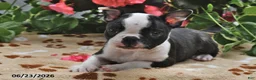 Boston Terrier dogs for sale: Micah - Ad 2