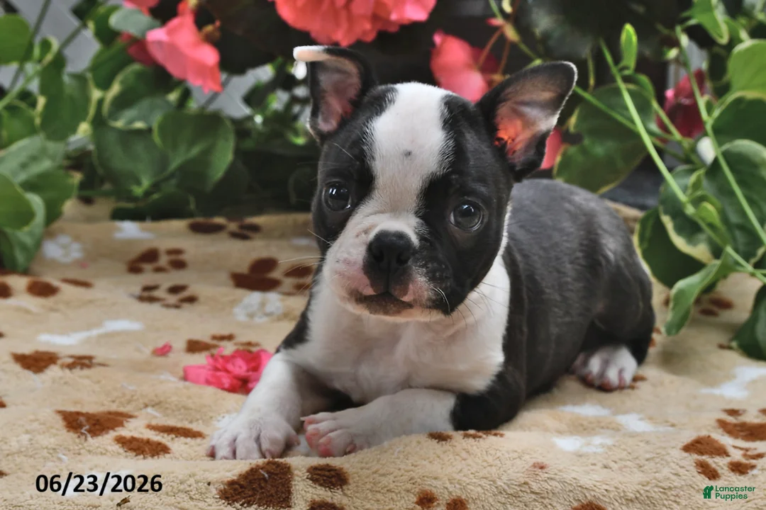 Boston Terrier dogs for sale: Micah - Ad 2