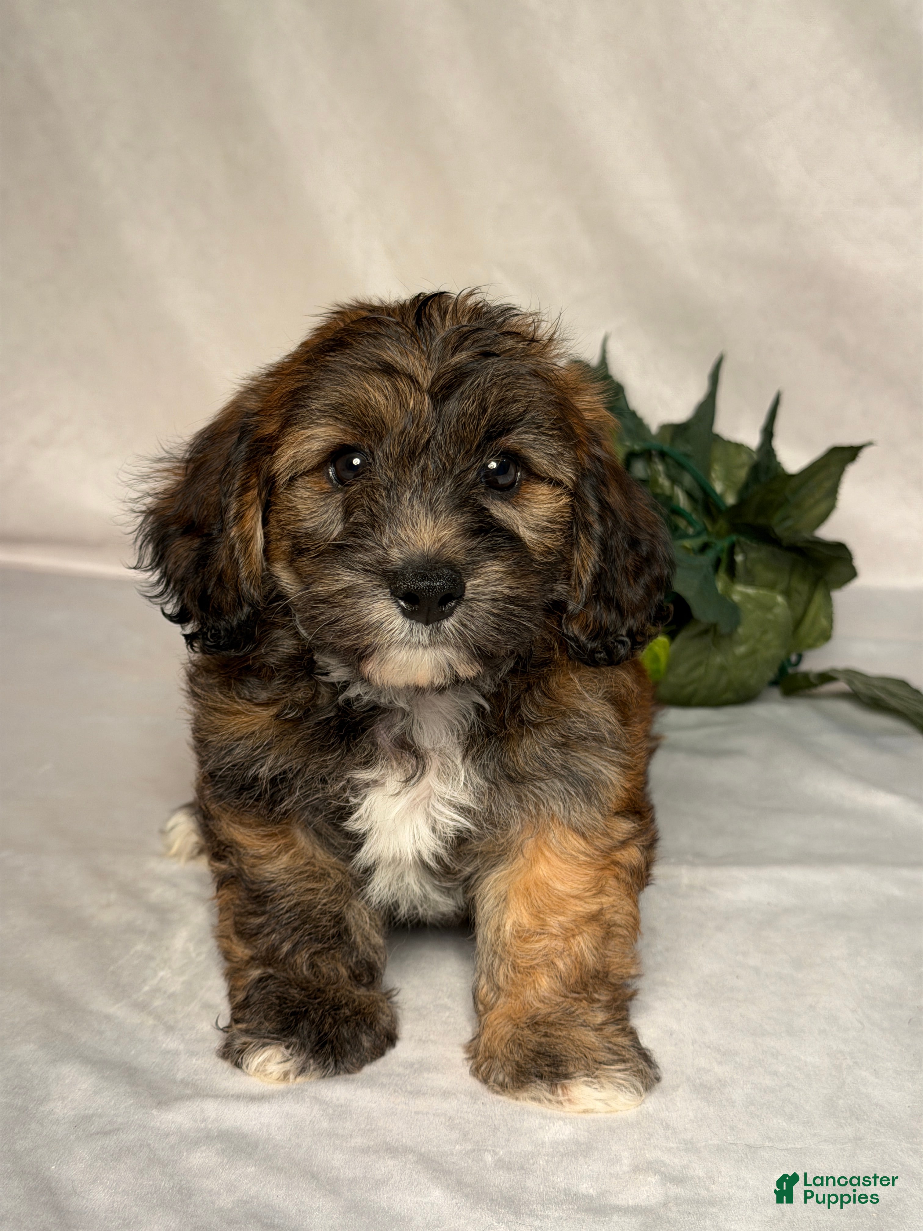 Mixed Breed dogs Bryce - Ad 1