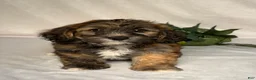 Mixed Breed dogs for sale: Bryce - Ad 1
