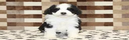 Mini Bernedoodle dogs for sale: Kelly - Ad 3