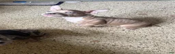 American Bully dogs for sale: American Bully Puppy 1 - Ad 3