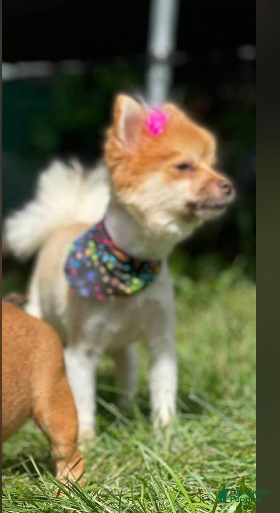 Pomchi dogs for sale: Pomchi Puppy 2 nick - Ad 2