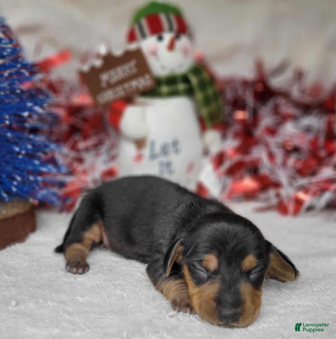 Miniature Dachshund dogs for sale: AKC Zeus - Ad 5