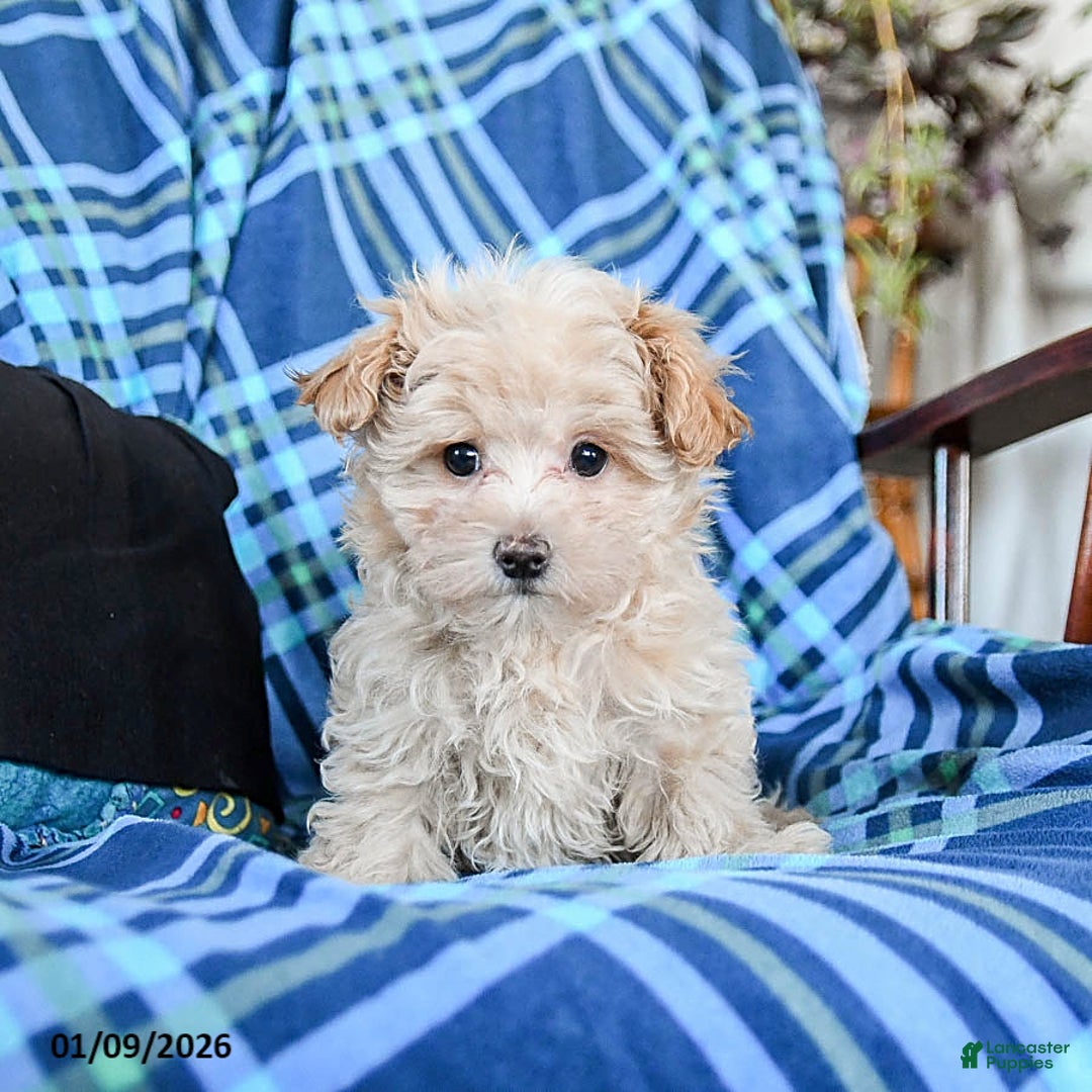 Maltipoo dogs for sale: Coffee - Ad 2