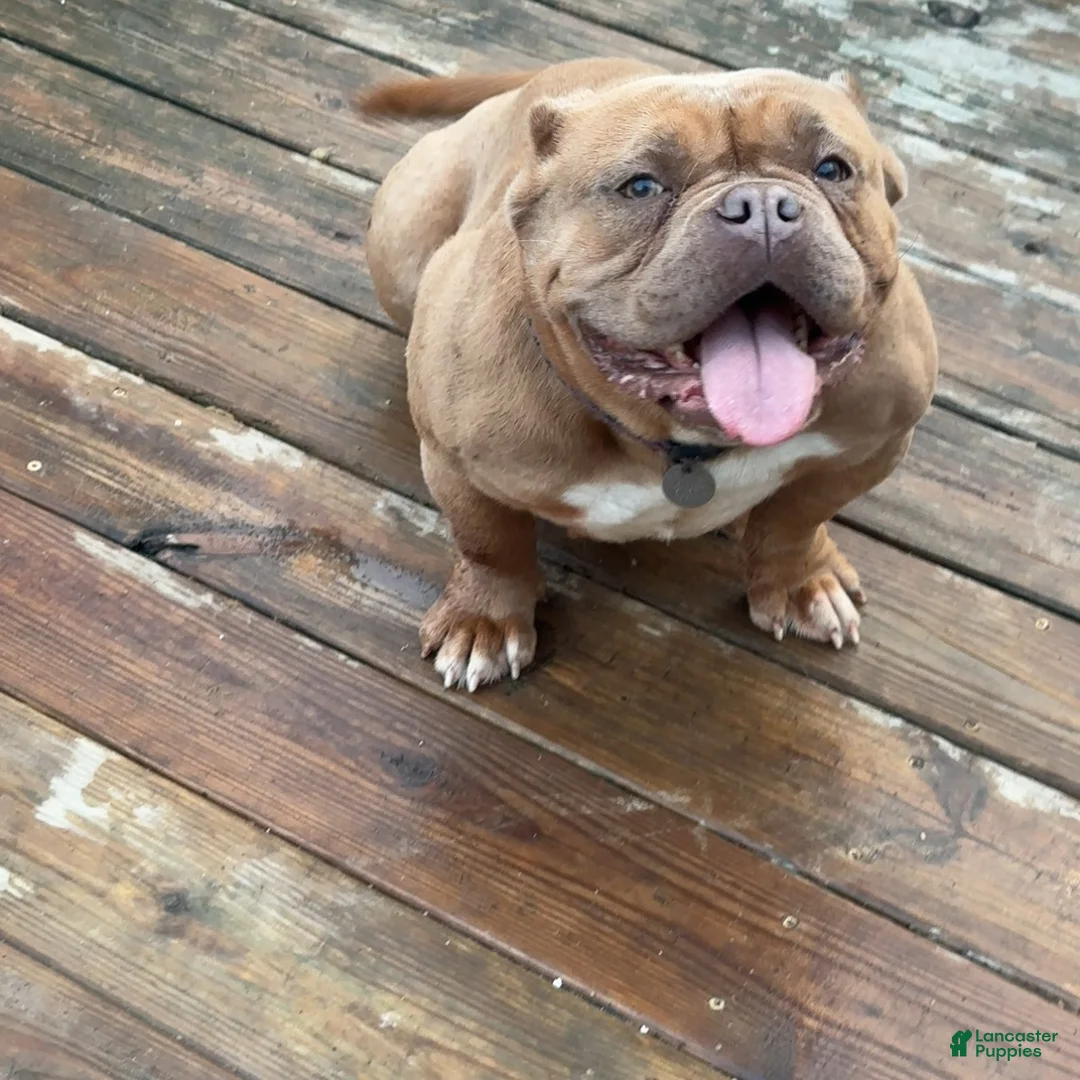 American Bully dogs for sale: Saweetie - Ad 1