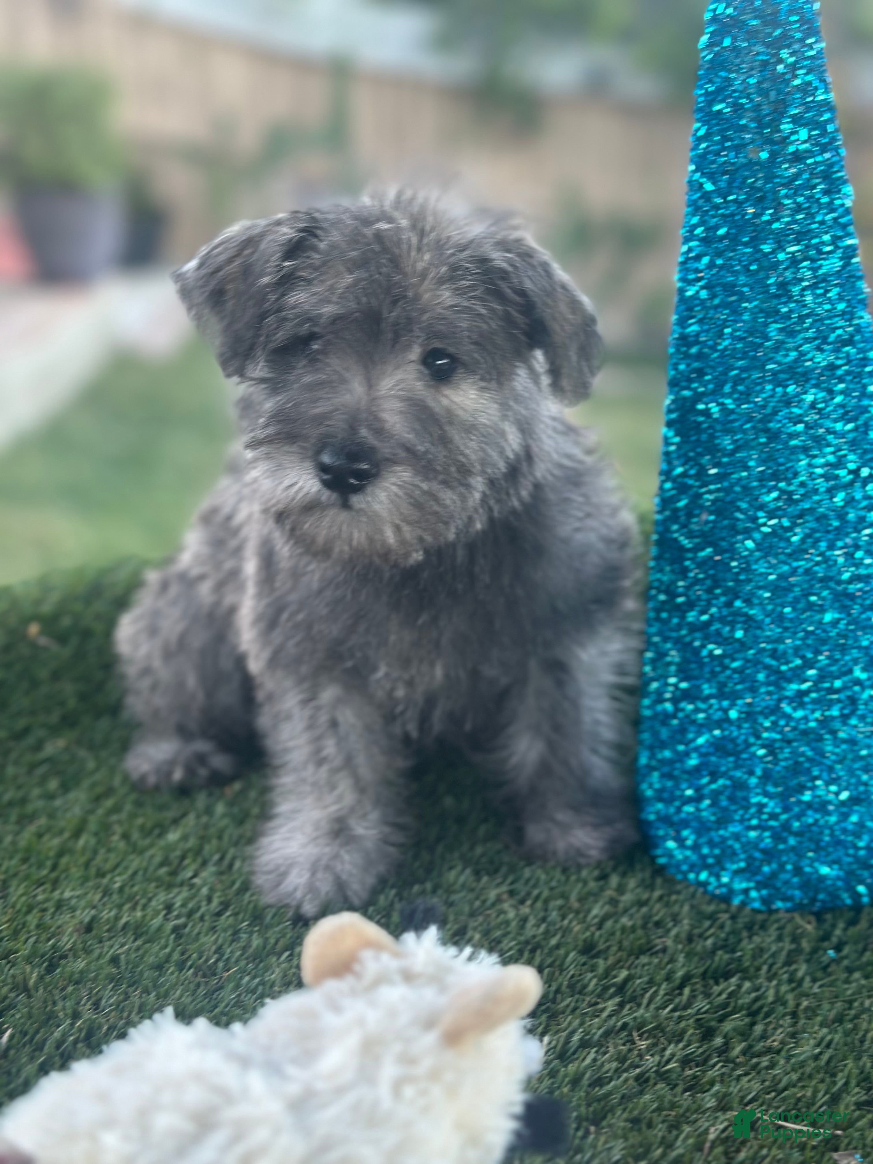 Miniature Schnauzer dogs Miniature Schnauzer Puppy 1 - Ad 1