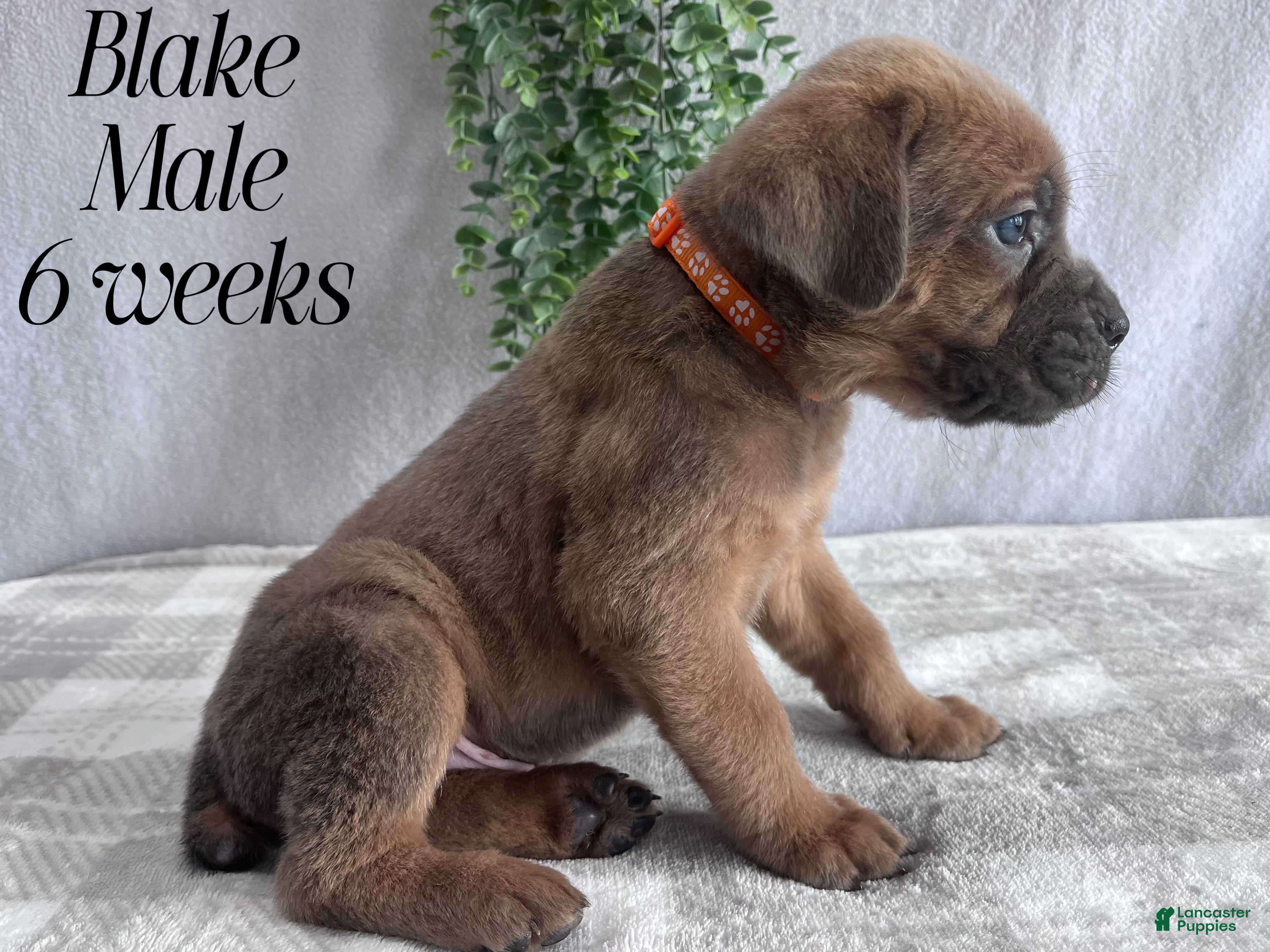 Cane Corso dogs Blake - Ad 1