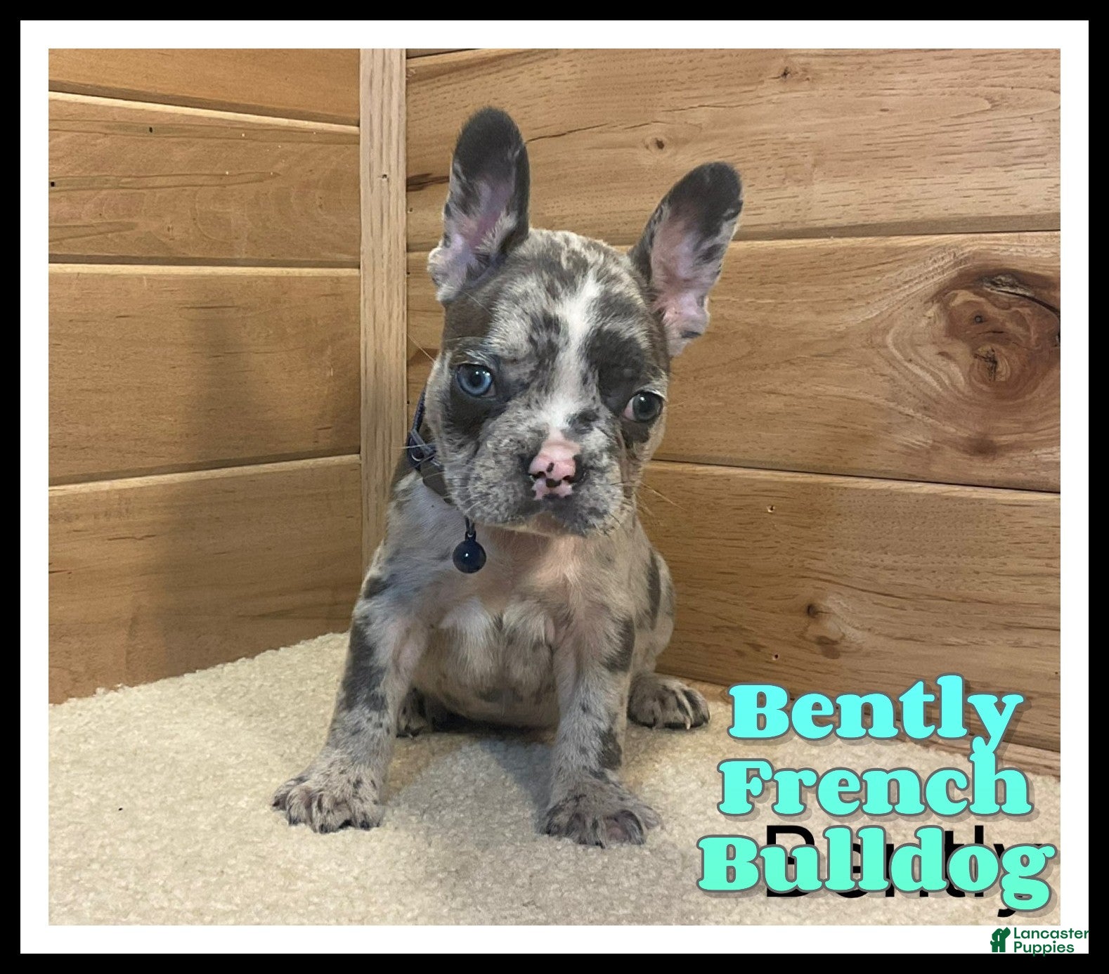 French Bulldog dogs Bently - Ad 1