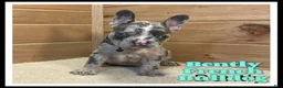French Bulldog dogs for sale: Bently - Ad 1
