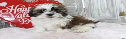Shih Tzu dogs for sale: Joey  - Ad 3