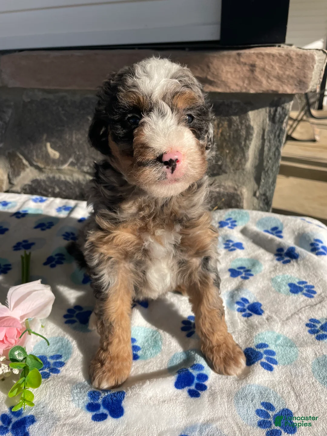 Mini Bernedoodle dogs for sale: Elvis - Ad 1