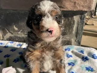 Mini Bernedoodle dogs Elvis - Ad 26