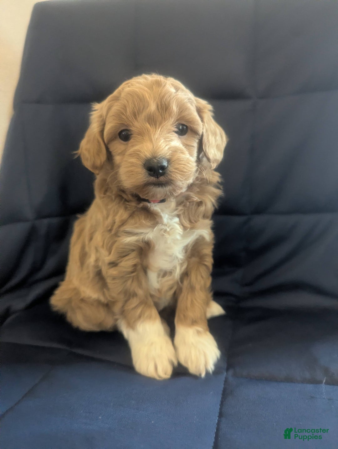 Mini Goldendoodle dogs for sale: Natalie - Ad 5