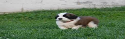 Saint Bernard dogs for sale: Begonia - Ad 3