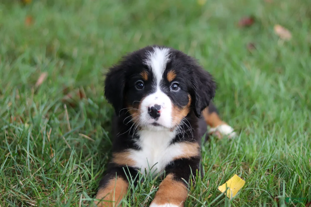 Bernese Mountain Dog dogs for sale: Bentley - Ad 2
