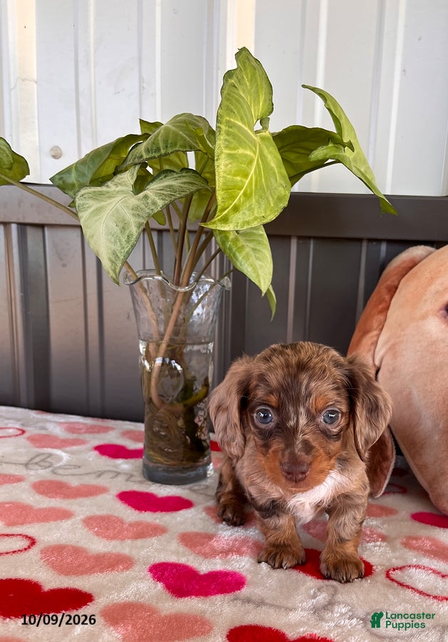 Miniature Dachshund dogs Cinnamon - Ad 1