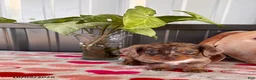 Miniature Dachshund dogs for sale: Cinnamon - Ad 1