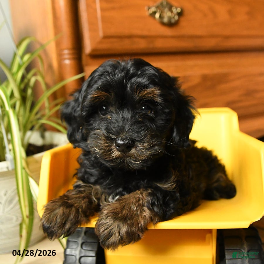 Havapoo dogs Button - Ad 2