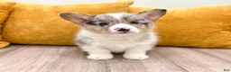 Welsh Corgi Pembroke dogs for sale: Maverick - Ad 4