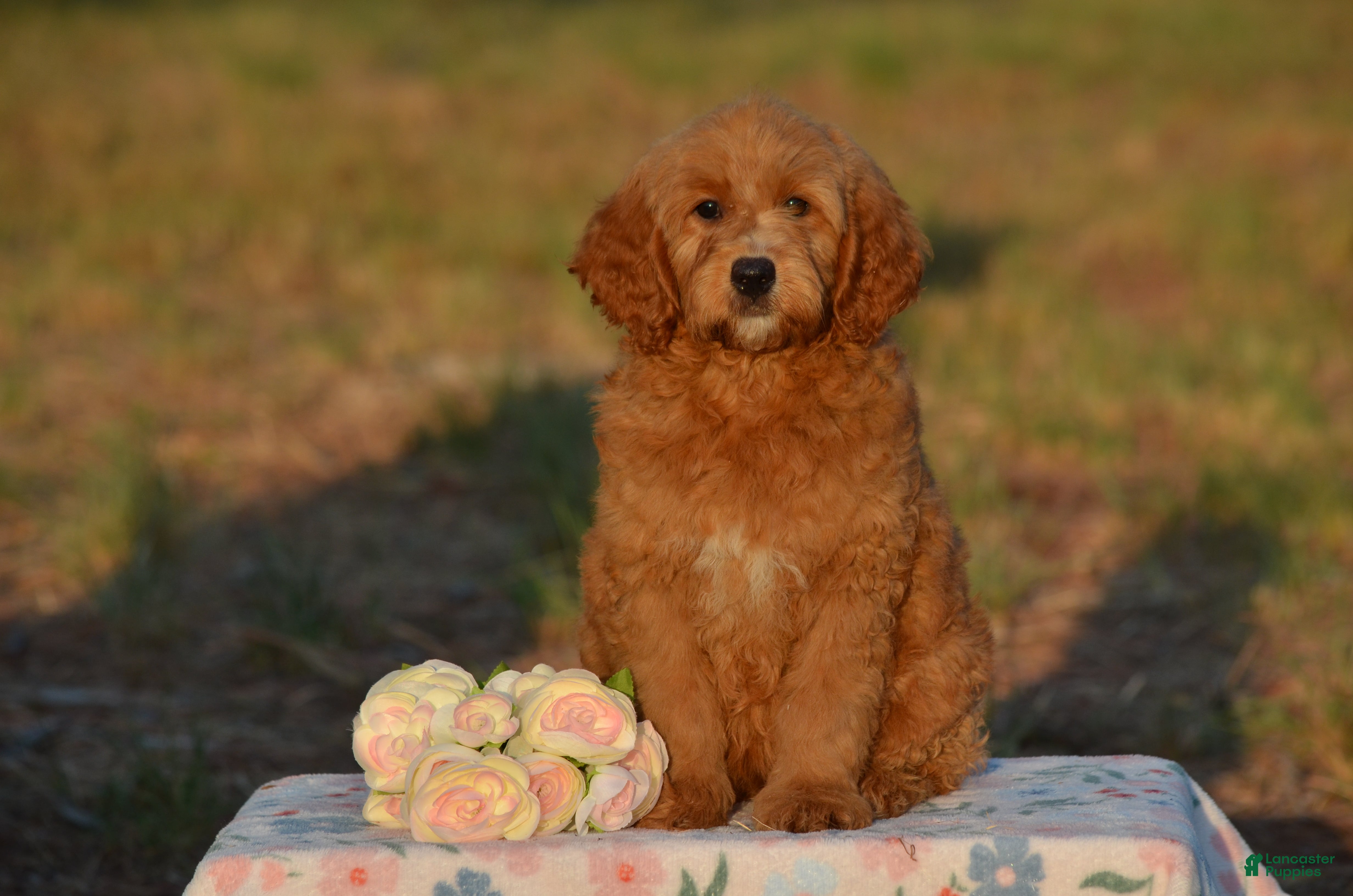 Mini Goldendoodle dogs Ashley  - Ad 2
