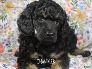 Mixed Breed dogs for sale: Chandler - Ad 4