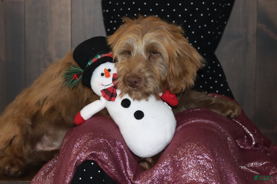 Mini Goldendoodle dogs for sale: Mini Goldendoodle Puppy 1 - Ad 12