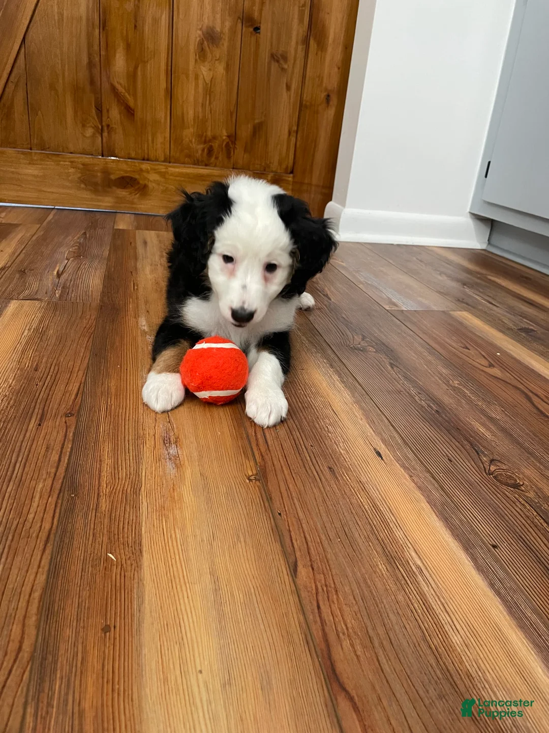 Gallery Image {{count}}