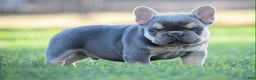 French Bulldog dogs for sale: French Bulldog Puppy 4 - Ad 1