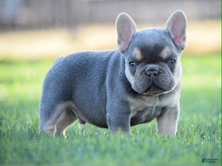 French Bulldog dogs French Bulldog Puppy 4 - Ad 16