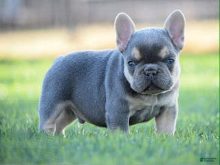 French Bulldog dogs French Bulldog Puppy 4 - Ad 10