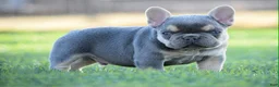 French Bulldog dogs for sale: French Bulldog Puppy 4 - Ad 1