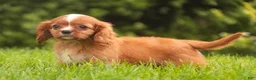 Cavalier King Charles Spaniel dogs for sale: Freddy Cavalier King Charles Spaniel  - Ad 5