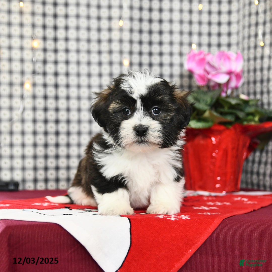 Malshi dogs for sale: Hunter - Ad 2