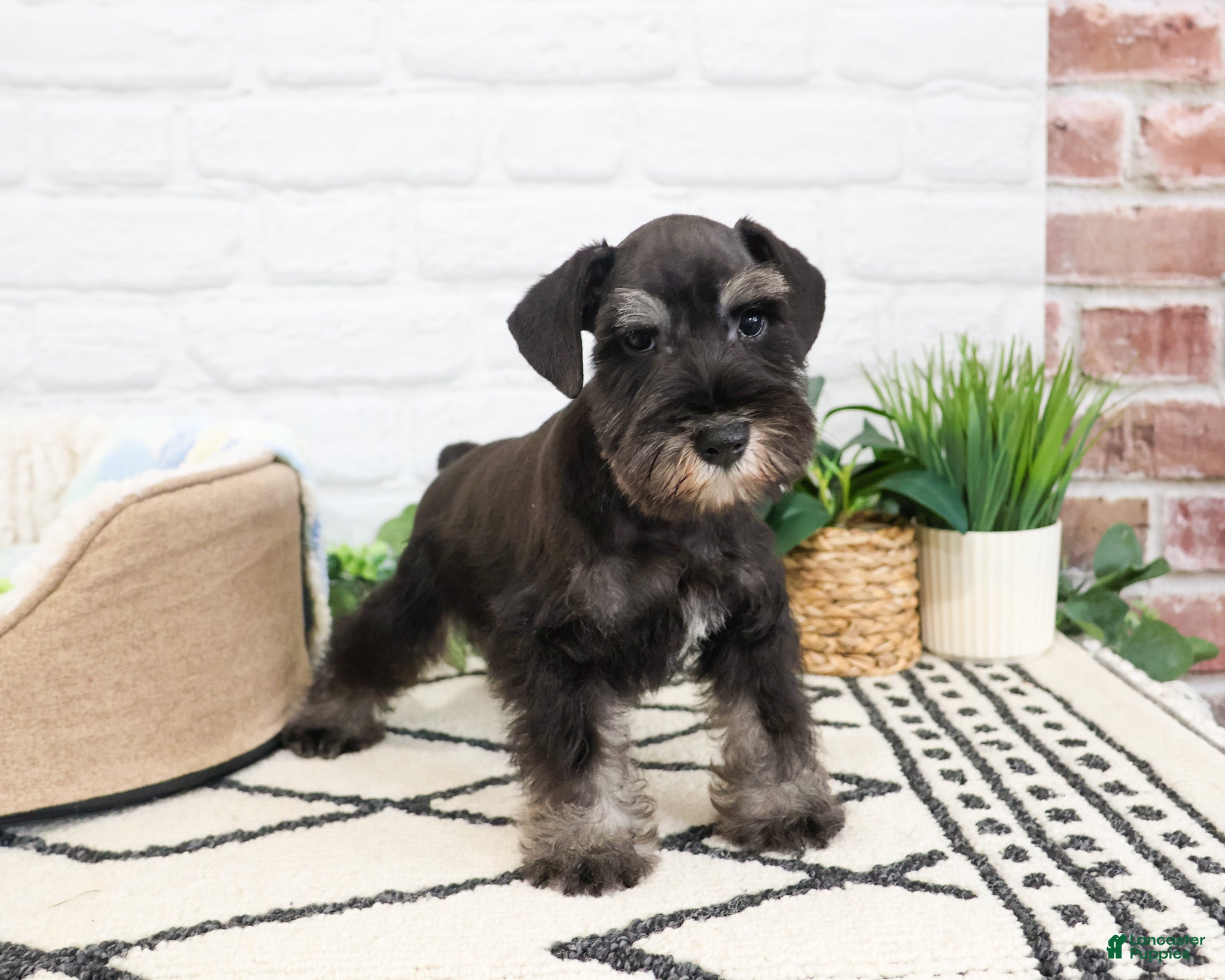 Miniature Schnauzer dogs Louie  - Ad 15