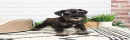 Miniature Schnauzer dogs for sale: Louie  - Ad 1
