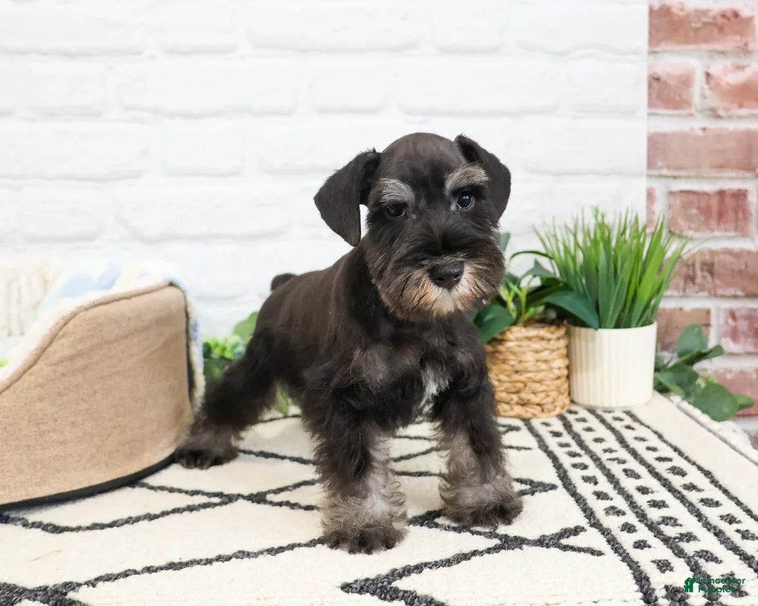 Miniature Schnauzer dogs for sale: Louie  - Ad 1