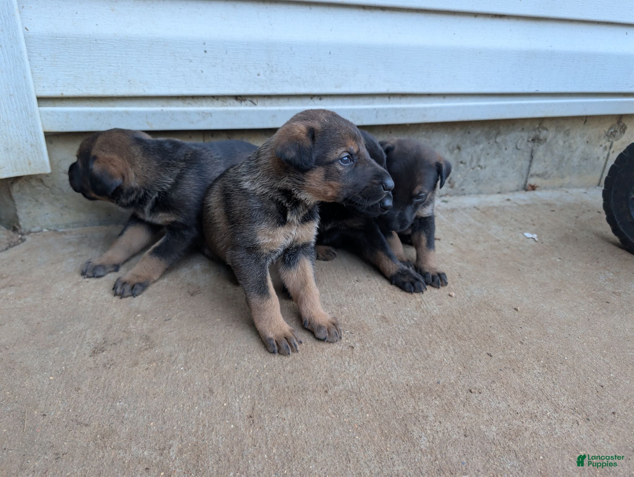 Mixed Breed dogs Mixed Breed 1 - Ad 23